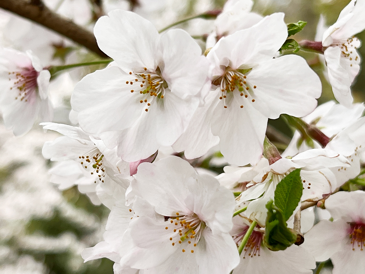 限定 EenriWorks  White桜 4.4 Pentaccon 2203_yyskr04.jpg