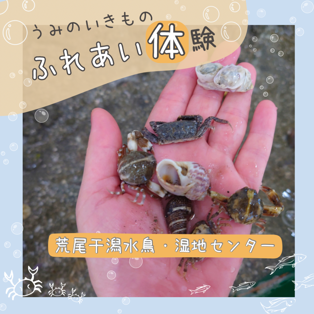 タッチプール海の生き物をさわってみよう！ | まるごとあらお 荒尾市